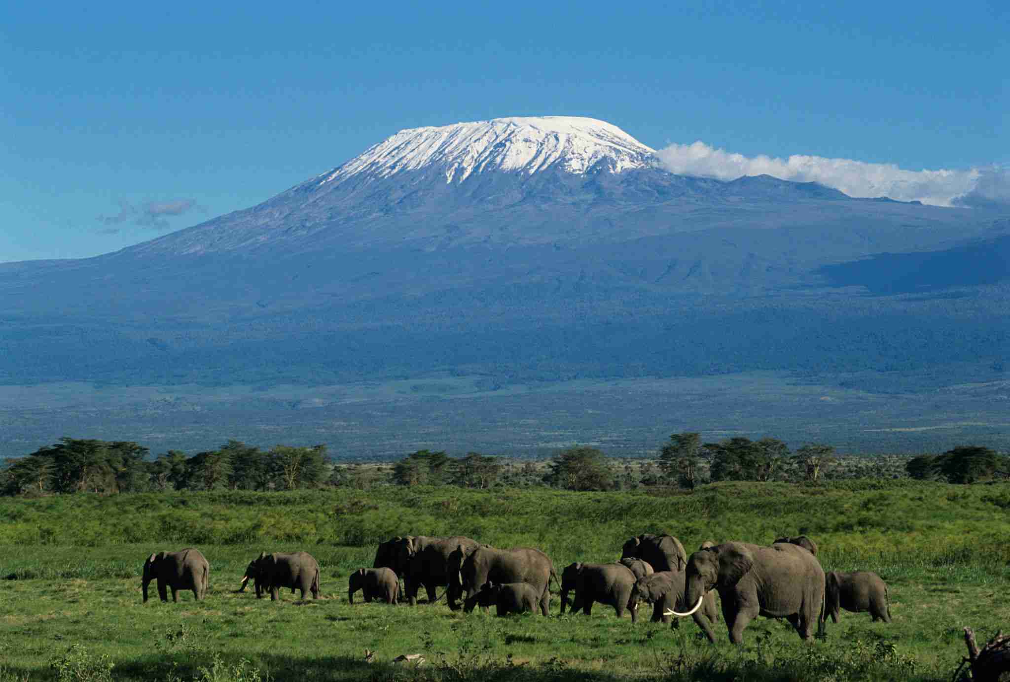 Mount Kilimanjaro and elephants, amboseli