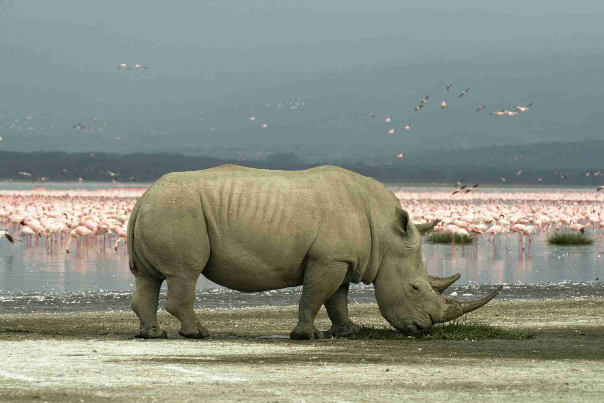 Rhino