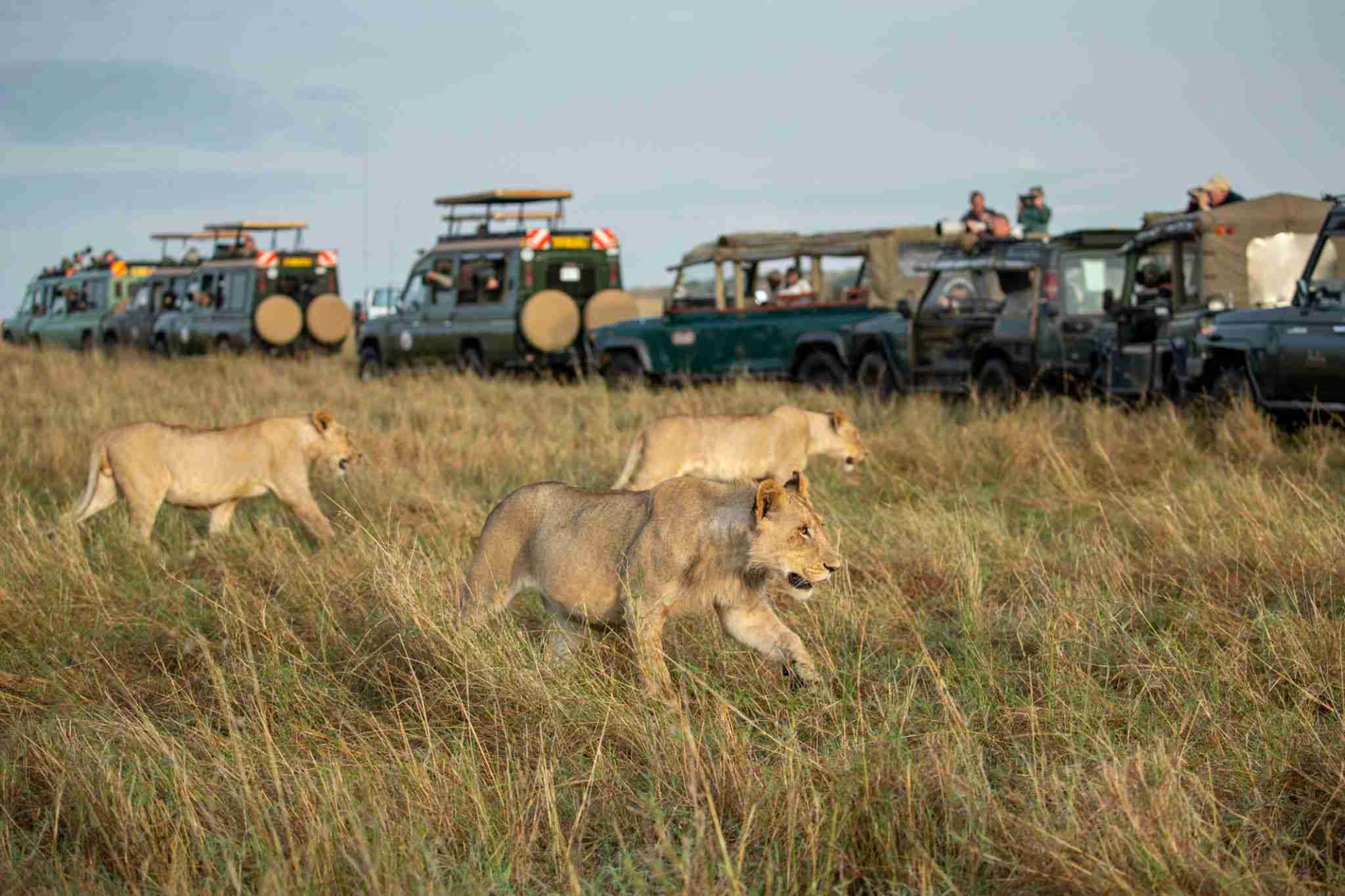 Tourists viewing lion