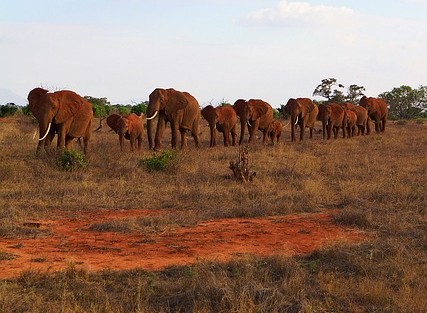 africa, kenya, tsavo, safari, nature, wildlife, landscape, wilderness, national park, park, scenic, panorama, to travel, environment, outlook, elephants, family, tsavo national park