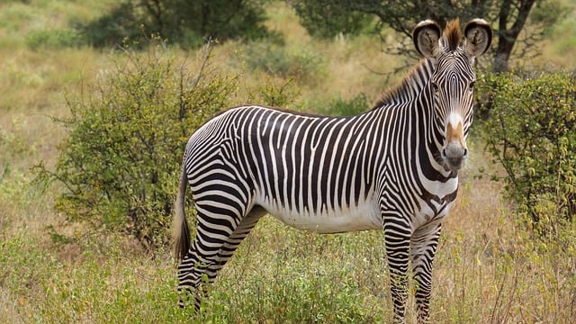 grevyzebra, kenya, striped, africa, great ears, wildlife, samburu national reserve