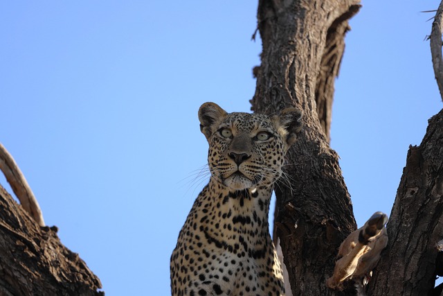 leopard, kenya, samburu, africa, safari, leopard, leopard, leopard, kenya, kenya, samburu, samburu, samburu, samburu, samburu