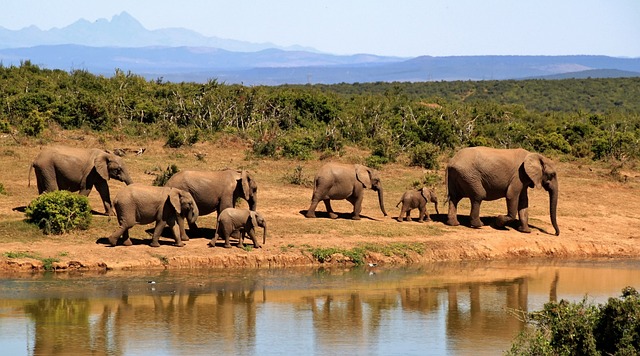 elephants, herd, safari, calves, baby elephants, african bush elephants, family, pachyderms, african savanna elephants, animals, large animals, mammals, wild animals, wildlife, fauna, wilderness, national park, nature reserve, nature, elephants, elephants, elephants, elephants, safari, safari, safari, safari, safari, family, family, national park