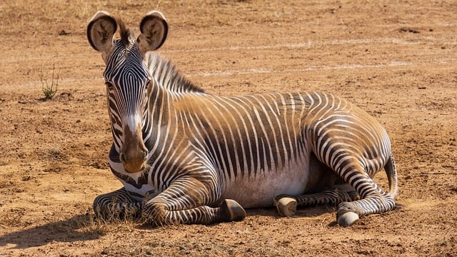 zebra, africa, wildlife, safari, striped, stripes, grevyzebra, great ears, samburu, national park