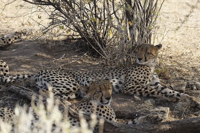 cheetah, kenya, samburu, africa, samburu, samburu, samburu, samburu, samburu