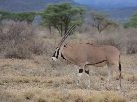 A Beisa Oryx stands majestically in the savanna of Isiolo, Kenya.
