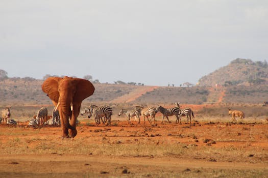 A majestic African elephant and zebras in Tsavo, Kenya, showcasing wildlife harmony.