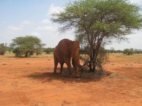 Lone African elephant standing by a tree in Tsavo, Kenya, under a clear sky.