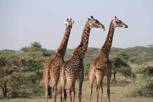 Close-up of three giraffes in the savannah, captured in daylight on a safari.