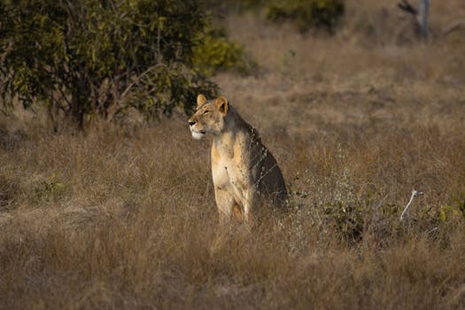 A majestic lioness sitting in the savannah grass of Tsavo, Kenya under natural light.